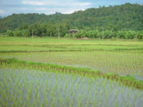 Hill Tribes farmers practice crop rotation preserving the forest 